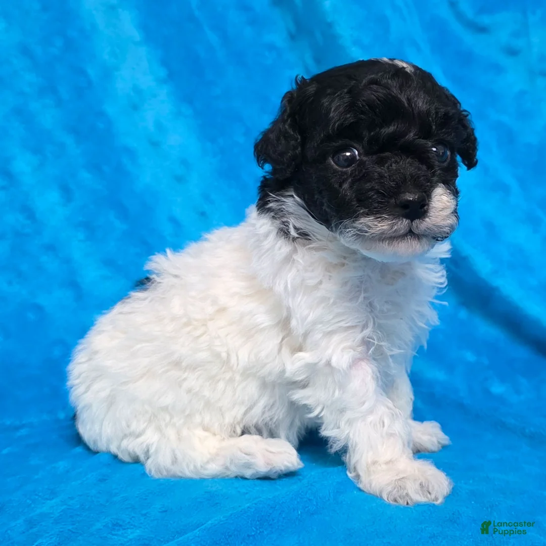 Standard Poodle dogs for sale: Ella - Ad 5