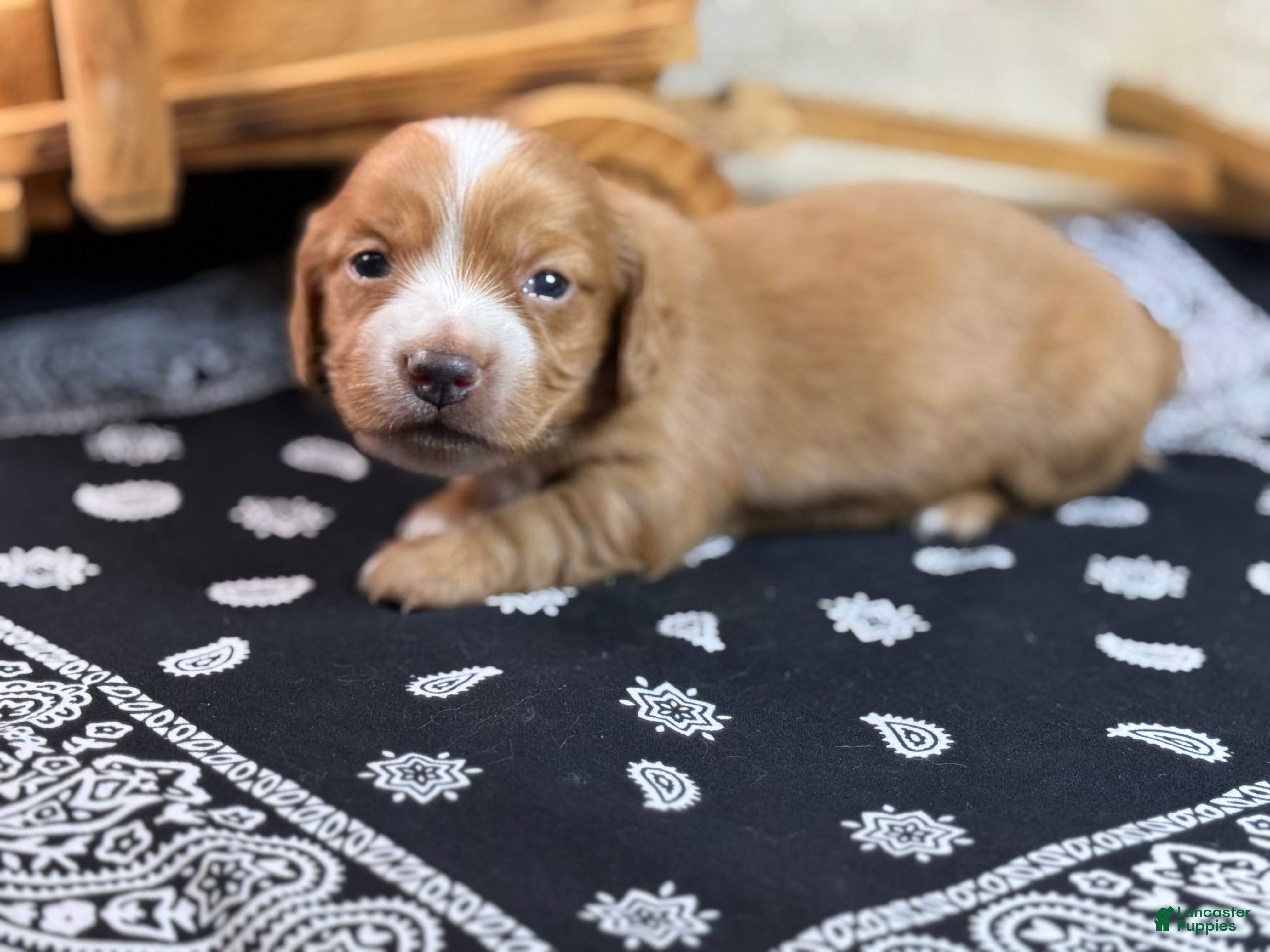 Miniature Dachshund dogs Dark cream - Blaze - Ad 21