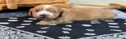 Miniature Dachshund dogs for sale: Dark cream - Blaze - Ad 4