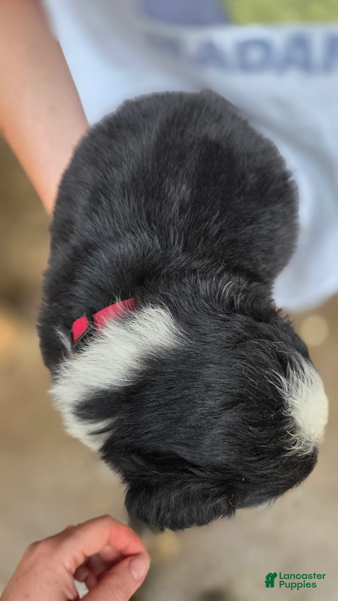 Australian Shepherd dogs for sale: Australian Shepherd Puppy 1 - Ad 2