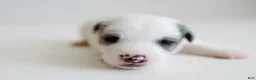 Jack Russell Terrier dogs for sale: Jack Russell Terrier 3 - Ad 2