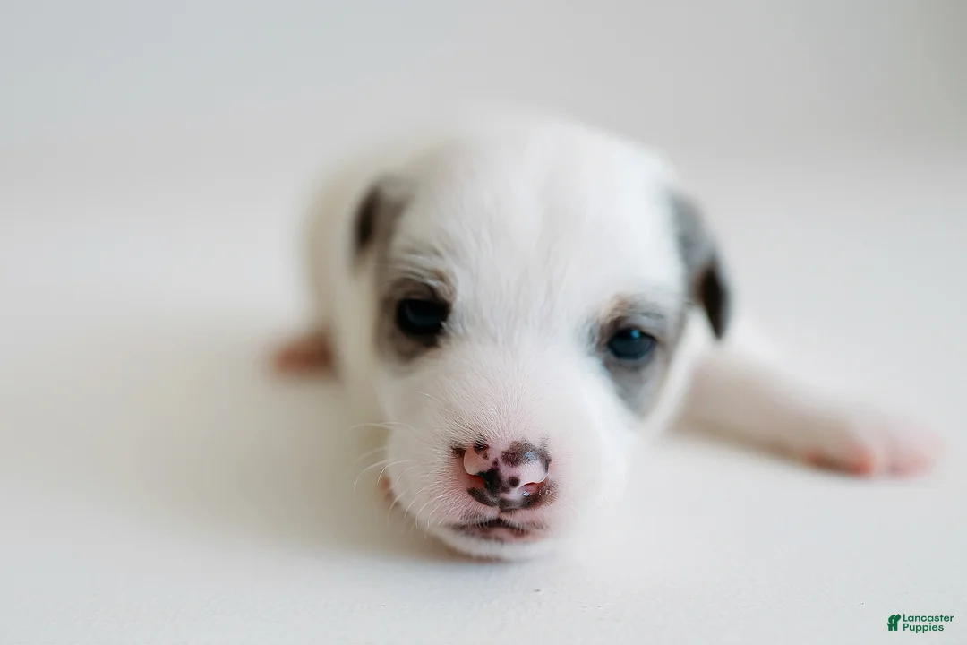 Jack Russell Terrier dogs for sale: Jack Russell Terrier 3 - Ad 2