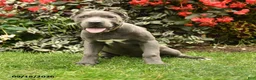 Cane Corso dogs for sale: Layla  - Ad 5