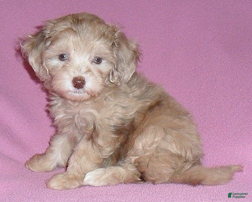 Shihpoo dogs Winnie - Ad 1
