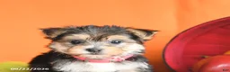 Morkie dogs for sale: Cinnamon - Ad 5
