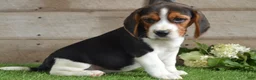 Beagle dogs for sale: Winchester - Ad 2