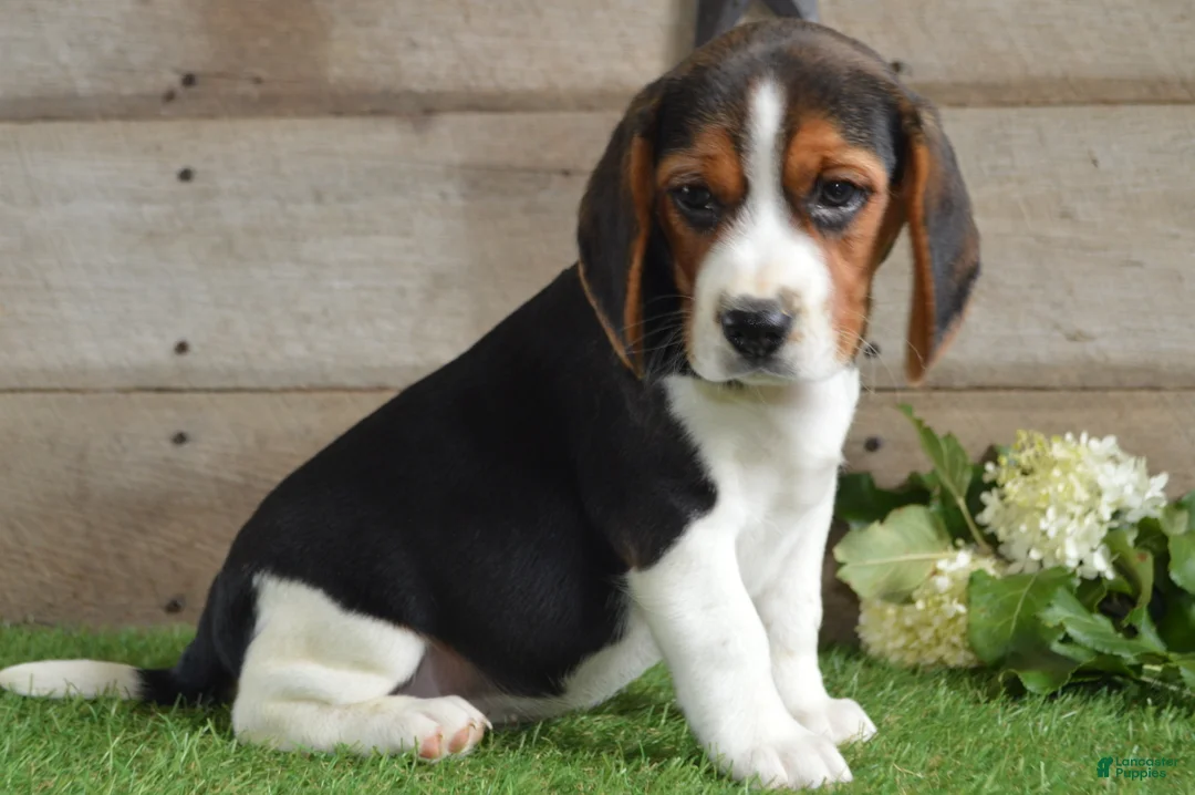 Beagle dogs for sale: Winchester - Ad 2