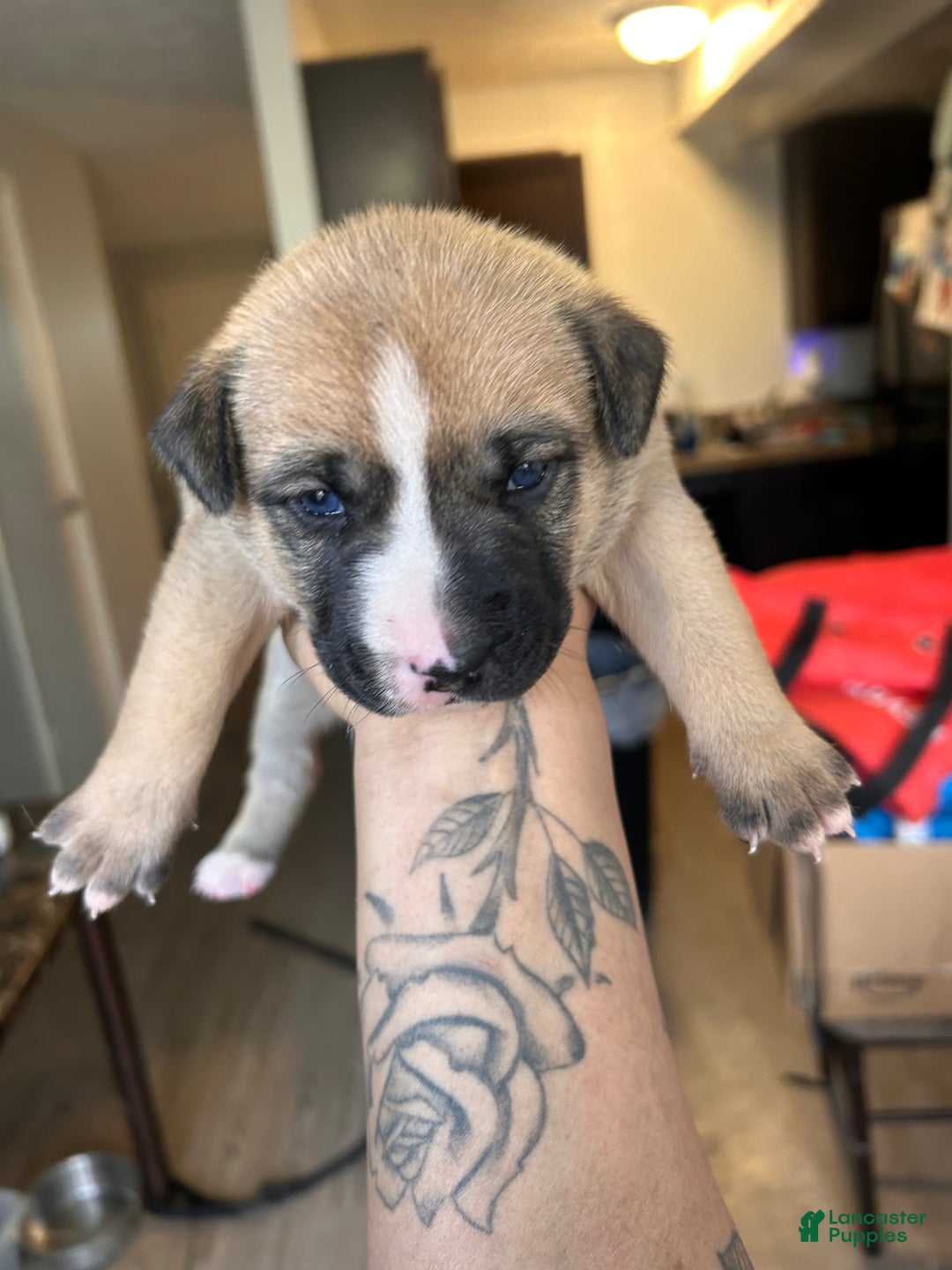 Mixed Breed dogs for sale: Mixed Breed Puppy 4 - Ad 1