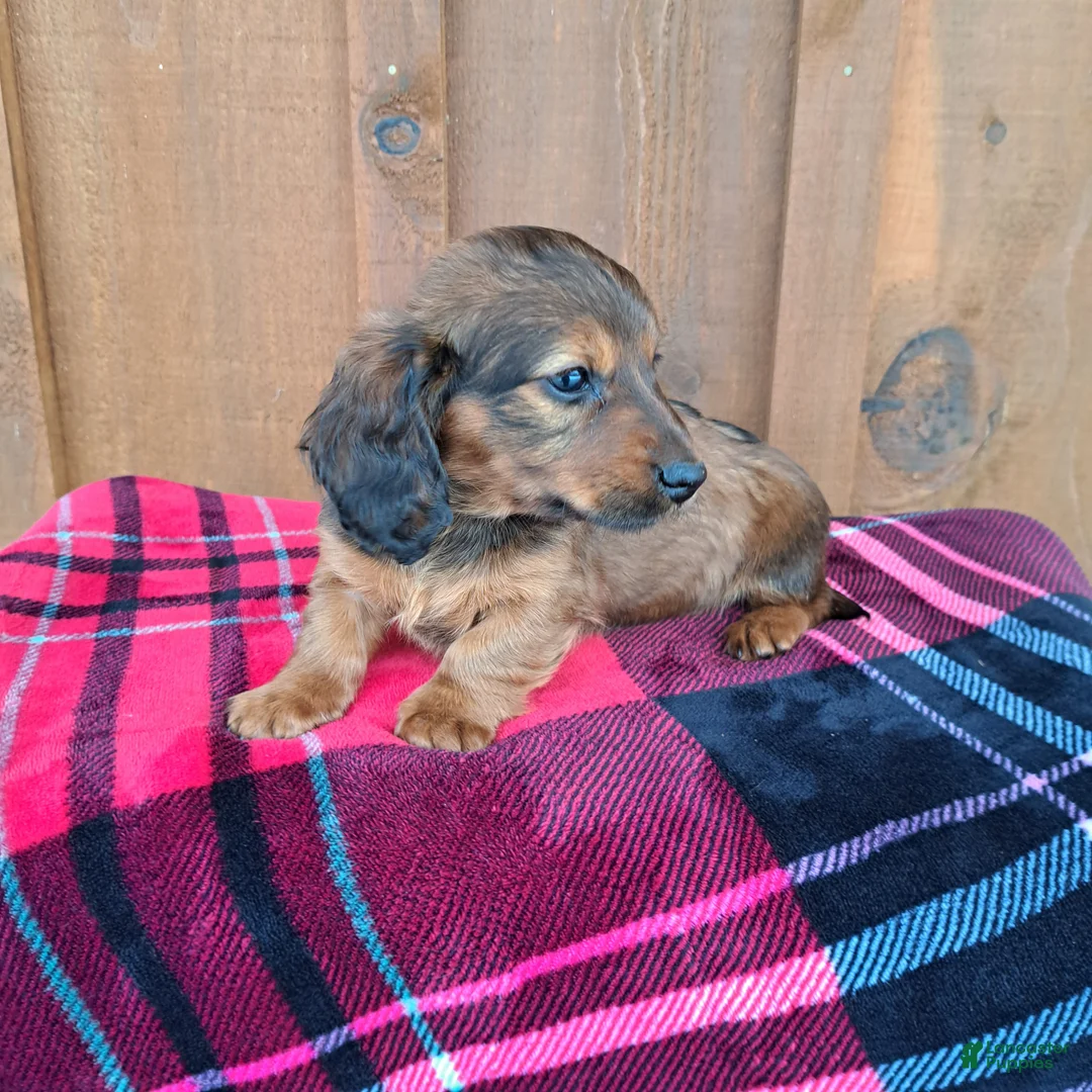 Dachshund dogs for sale: HEIDI - Ad 2