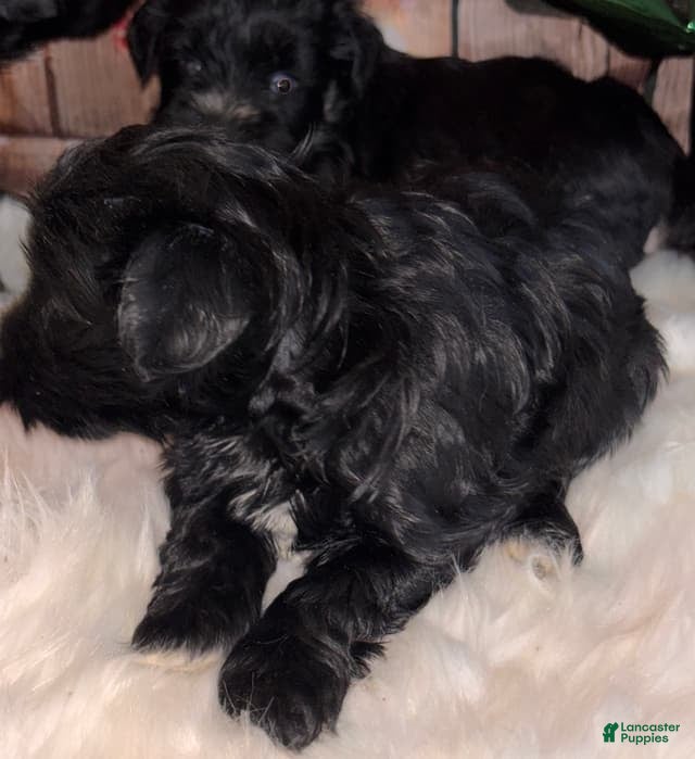 Miniature Schnauzer dogs Moya - Ad 1