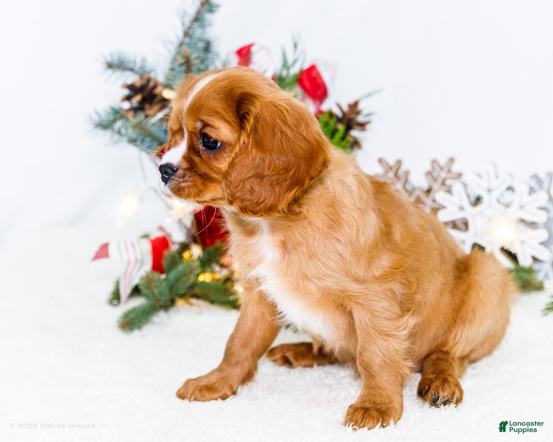 Cavalier King Charles Spaniel dogs for sale: Candy Cane - Ad 4