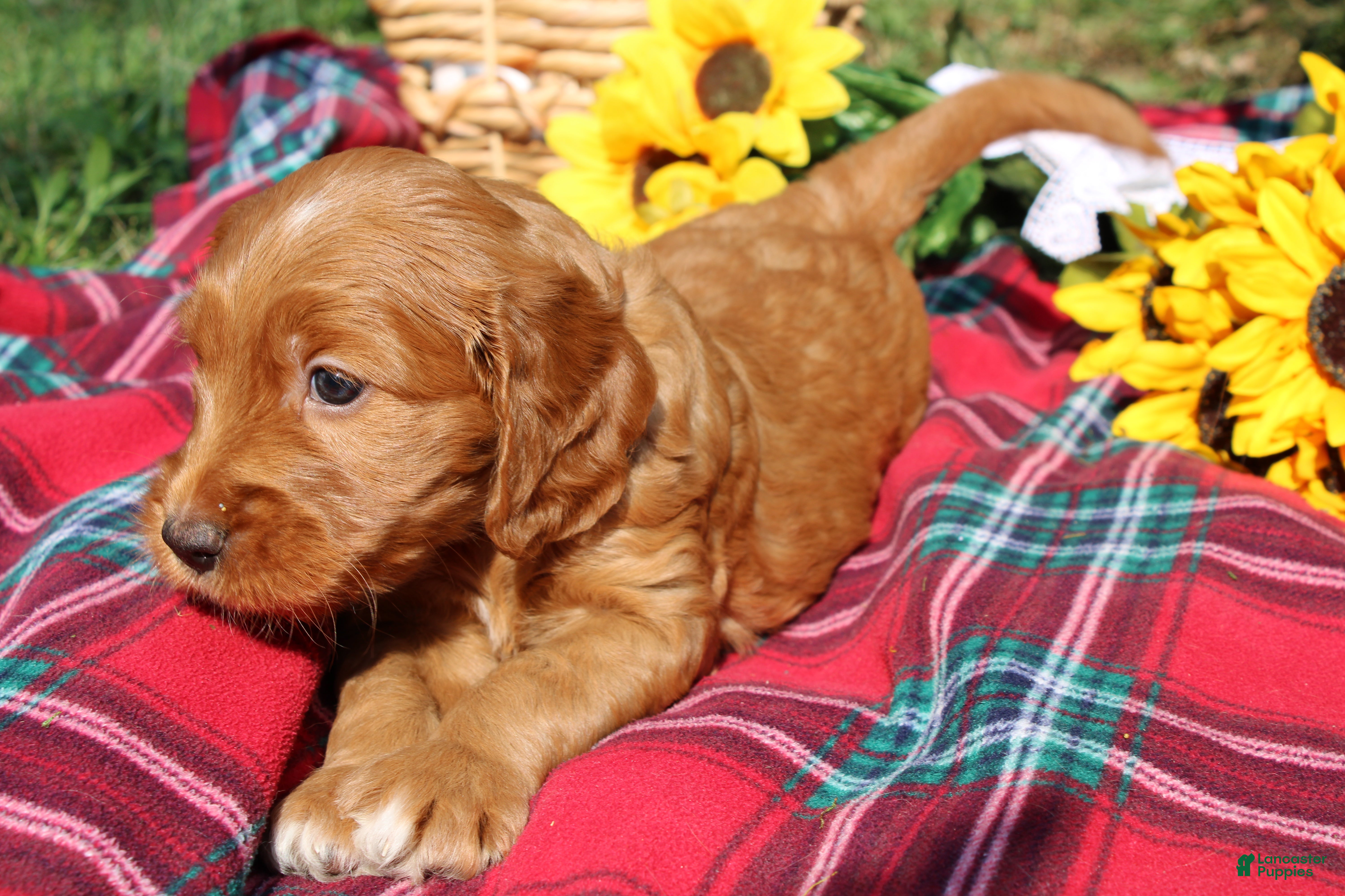 Mixed Breed dogs Posey - Irish Goldendoodle  - Ad 1