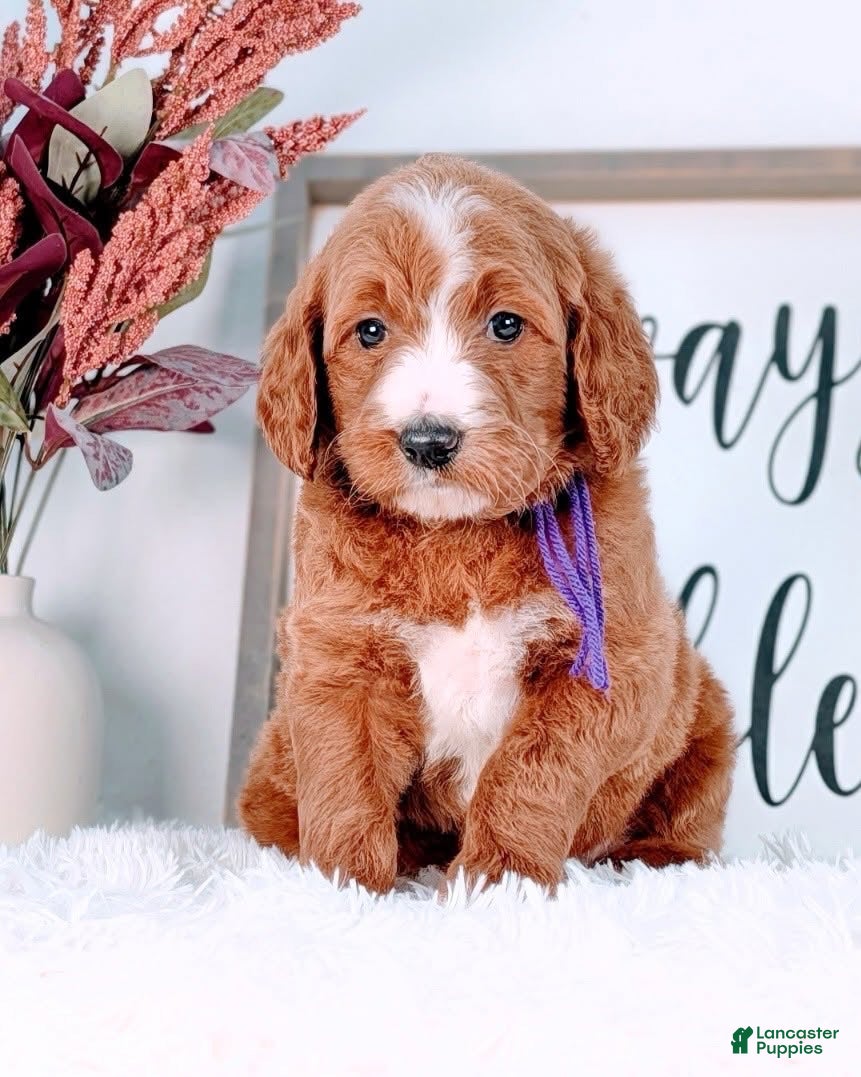 Goldendoodle dogs Renee - Ad 8