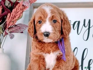 Goldendoodle dogs Renee - Ad 8