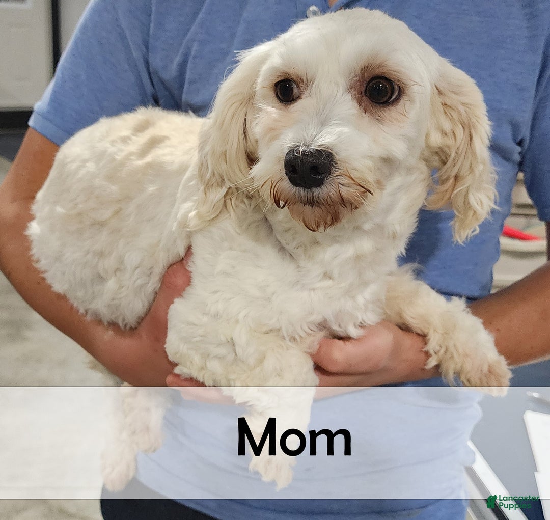 Havanese dogs for sale: Honey - Ad 7