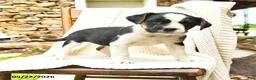 Mixed Breed dogs for sale: Tallahassee - Ad 2