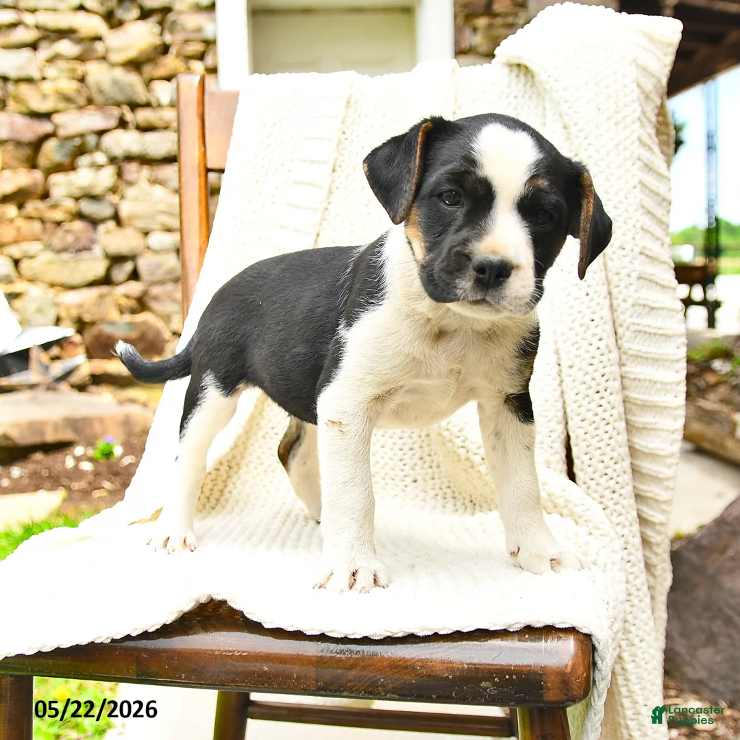 Mixed Breed dogs for sale: Tallahassee - Ad 2