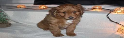 Mini Aussiedoodle dogs for sale: Mini Aussiedoodle Puppy 1 - Ad 6