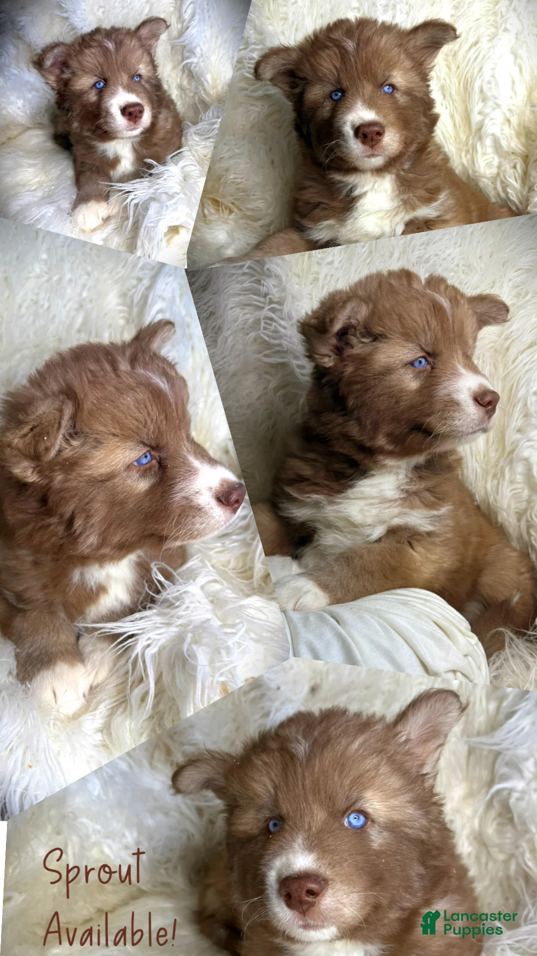 Siberian Husky dogs for sale: Sprout - Ad 1