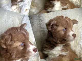 Siberian Husky dogs Sprout - Ad 26