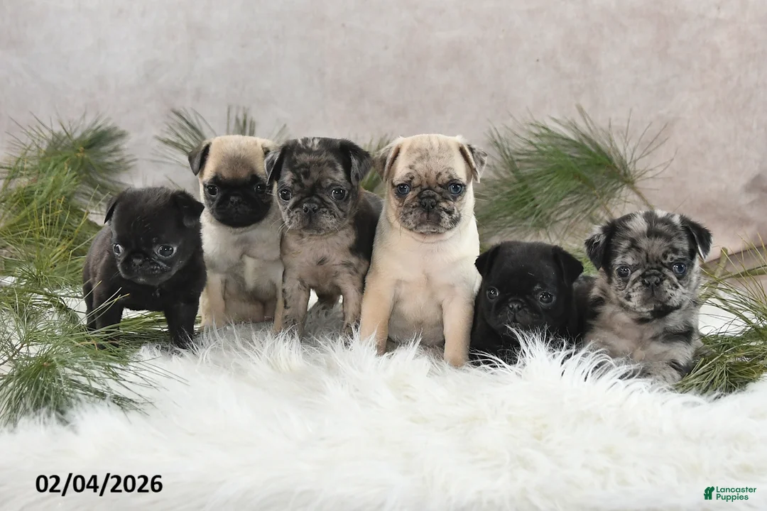 Pug dogs for sale: Danelle - Ad 3