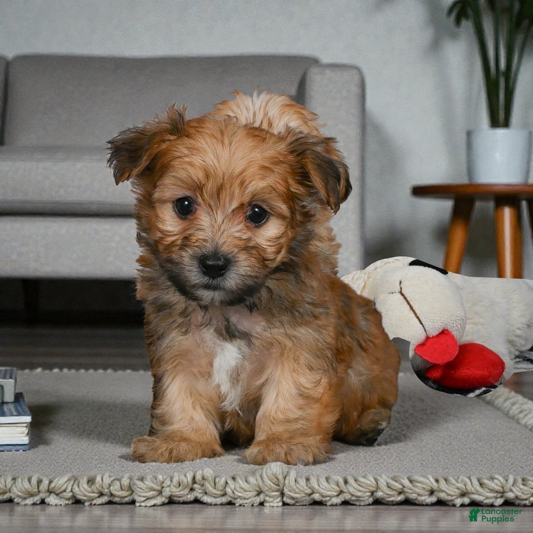 Morkie dogs for sale: OLLIE - Ad 7