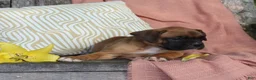 Boxer dogs for sale: Otis - Ad 10