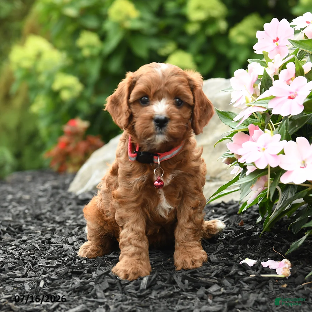 Cavapoo dogs for sale: Geneva - Ad 1