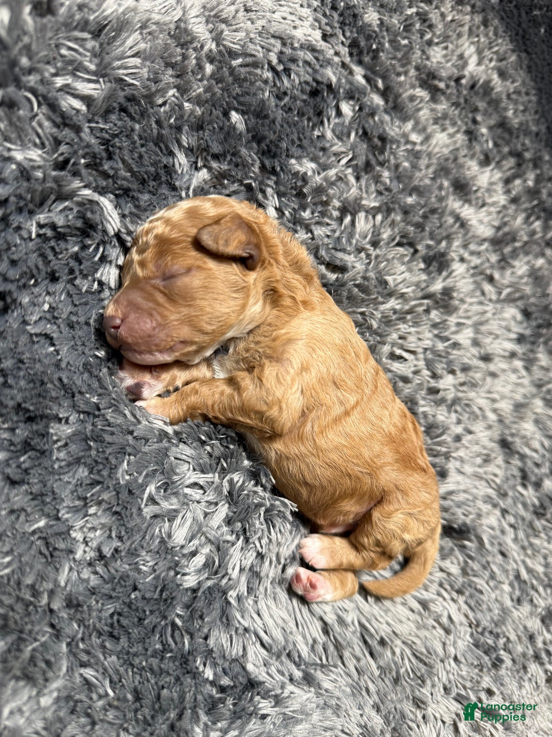 Miniature Poodle dogs for sale: Redrick - Ad 2