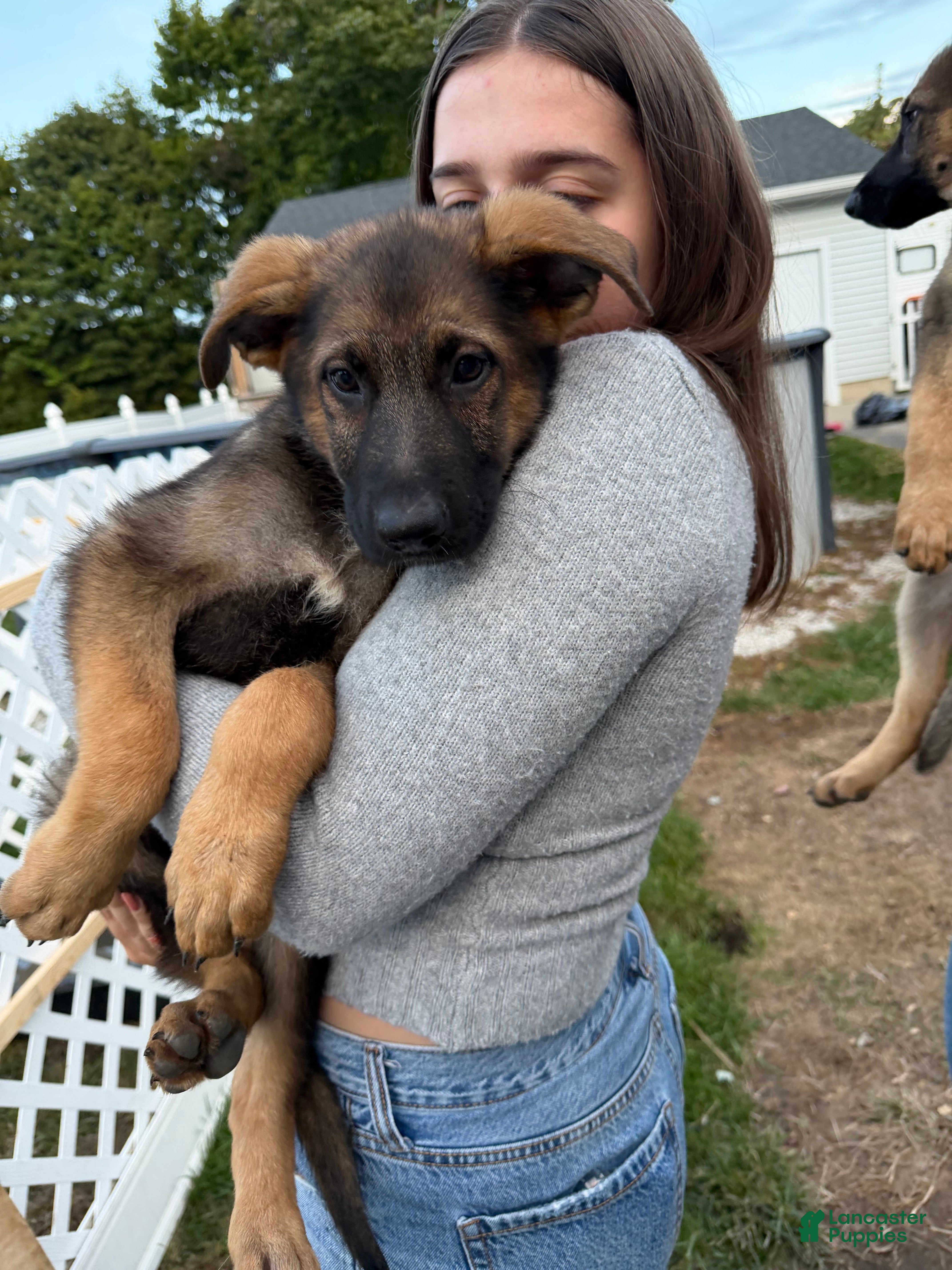 German Shepherd dogs Yellow - Ad 23