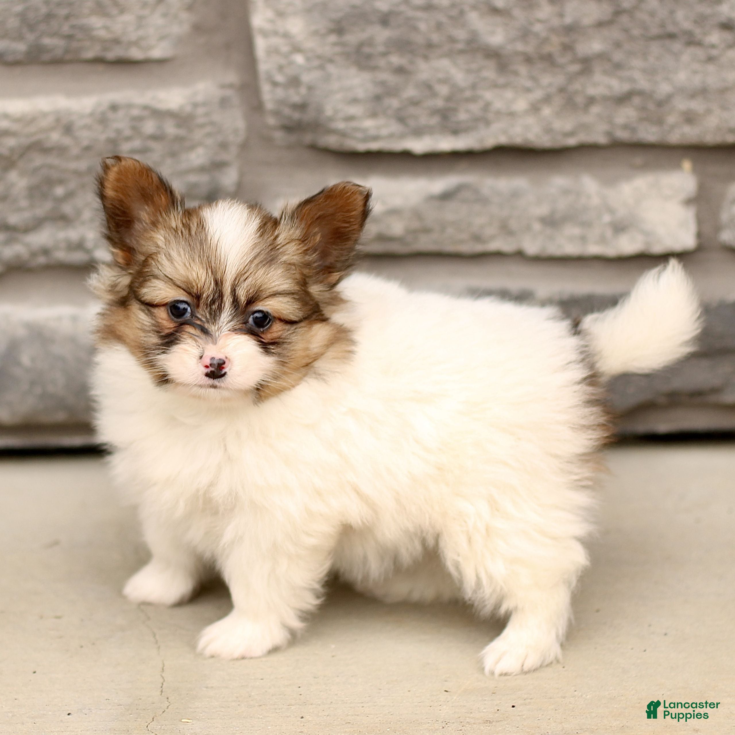 Papillon dogs Chase  - Ad 2