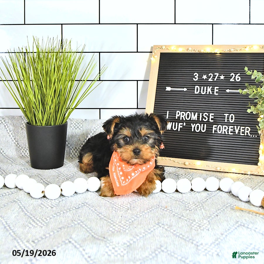 Yorkshire Terrier dogs Duke - Ad 2