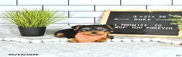 Yorkshire Terrier dogs for sale: Duke - Ad 6