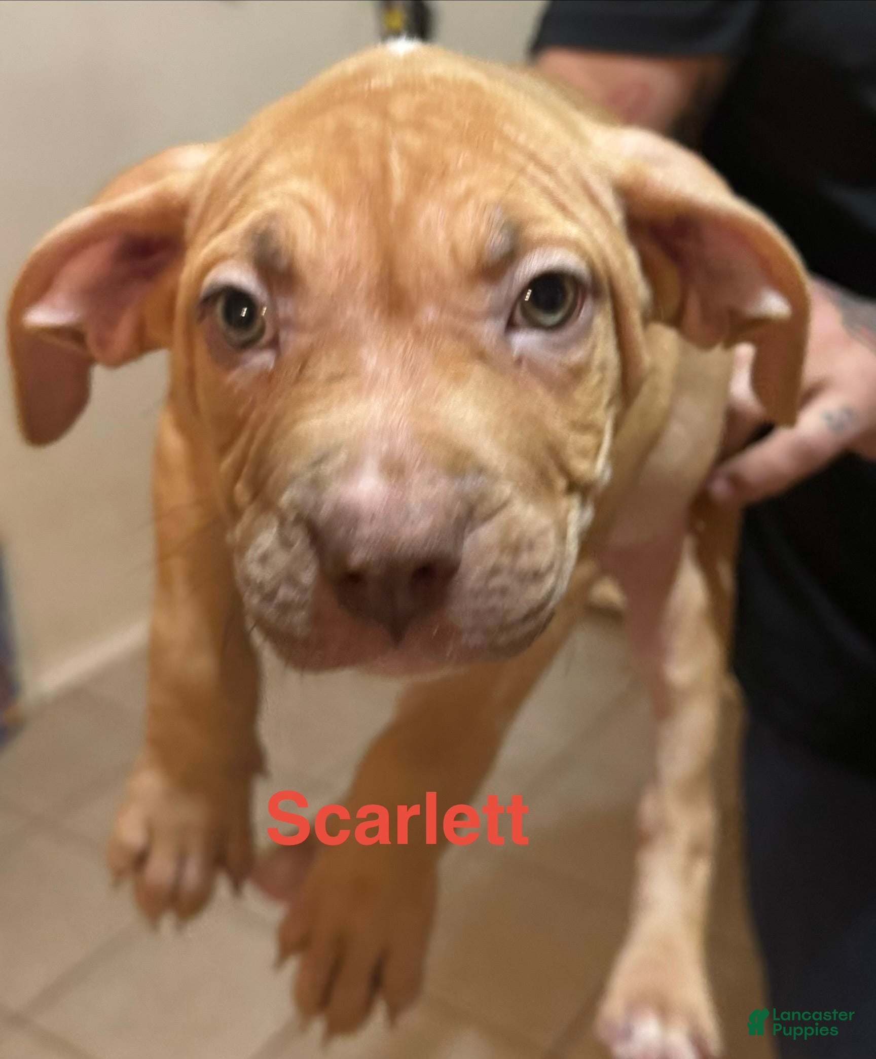 American Bully dogs American Bully Puppy 2 - Ad 19