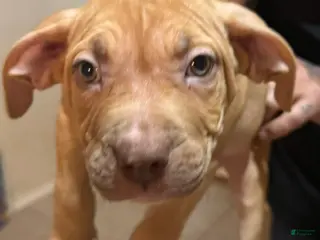 American Bully dogs American Bully Puppy 2 - Ad 19