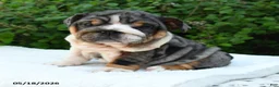 English Bulldog dogs for sale: Saffron - Ad 1