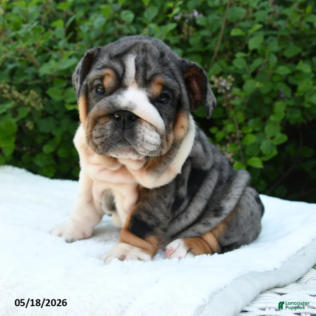 English Bulldog dogs for sale: Saffron - Ad 1