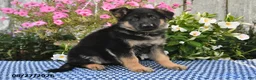 German Shepherd dogs for sale: Archie - Ad 5