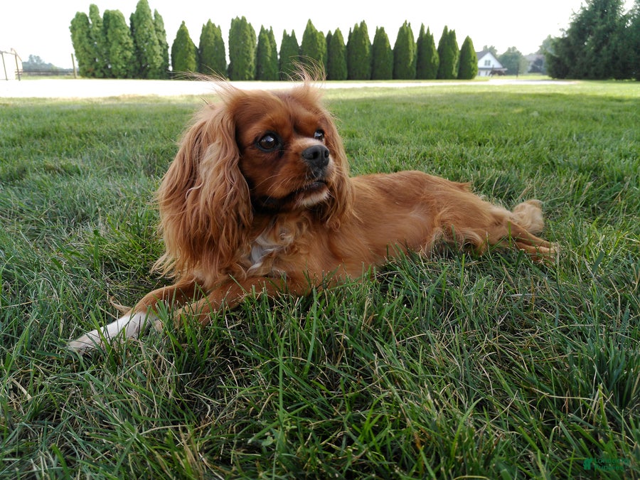 Cavalier King Charles Spaniel dogs for sale: Gracie - Ad 1