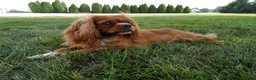 Cavalier King Charles Spaniel dogs for sale: Gracie - Ad 1