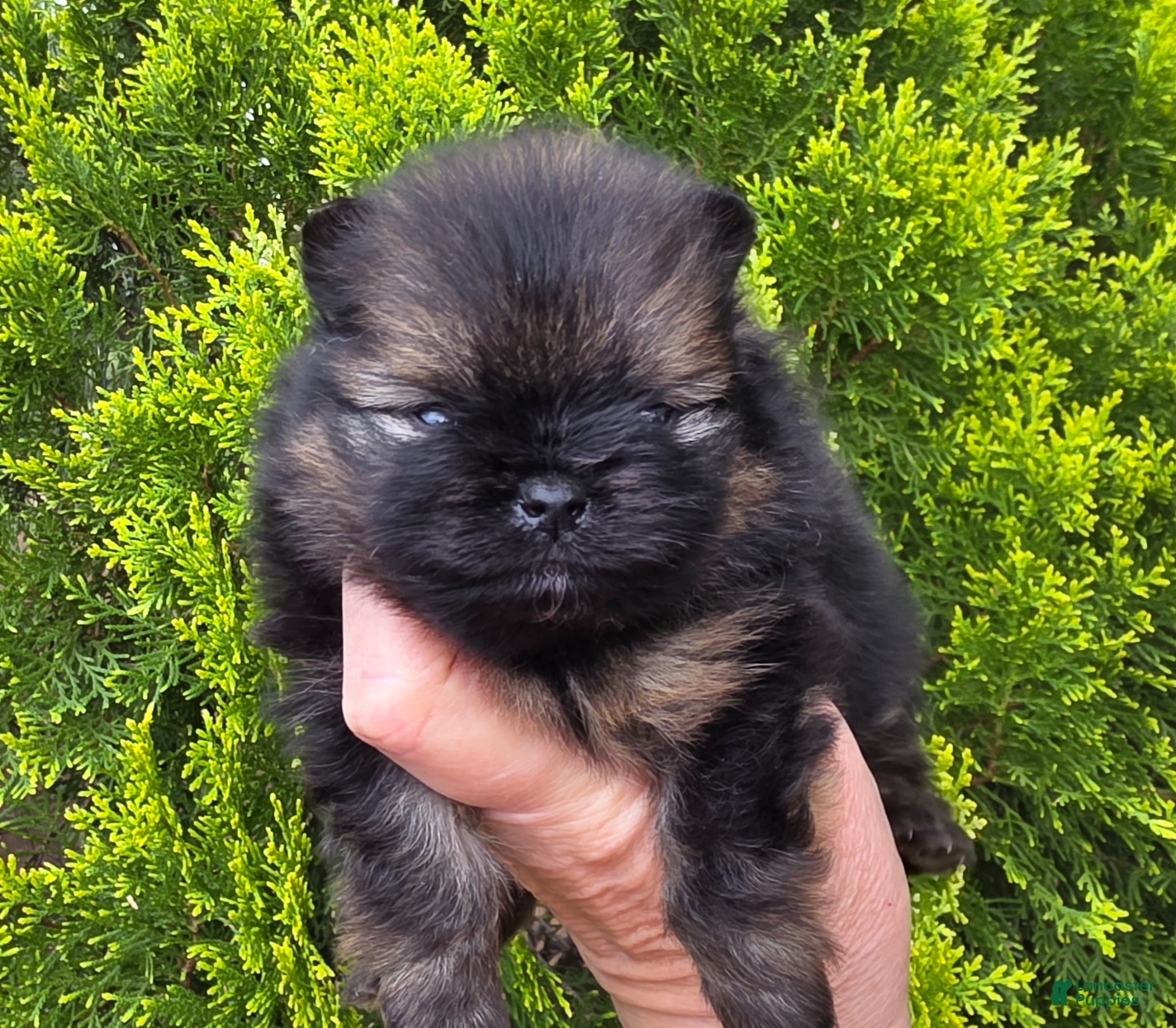 Pomeranian dogs Pomeranian Puppy 1 - Ad 2