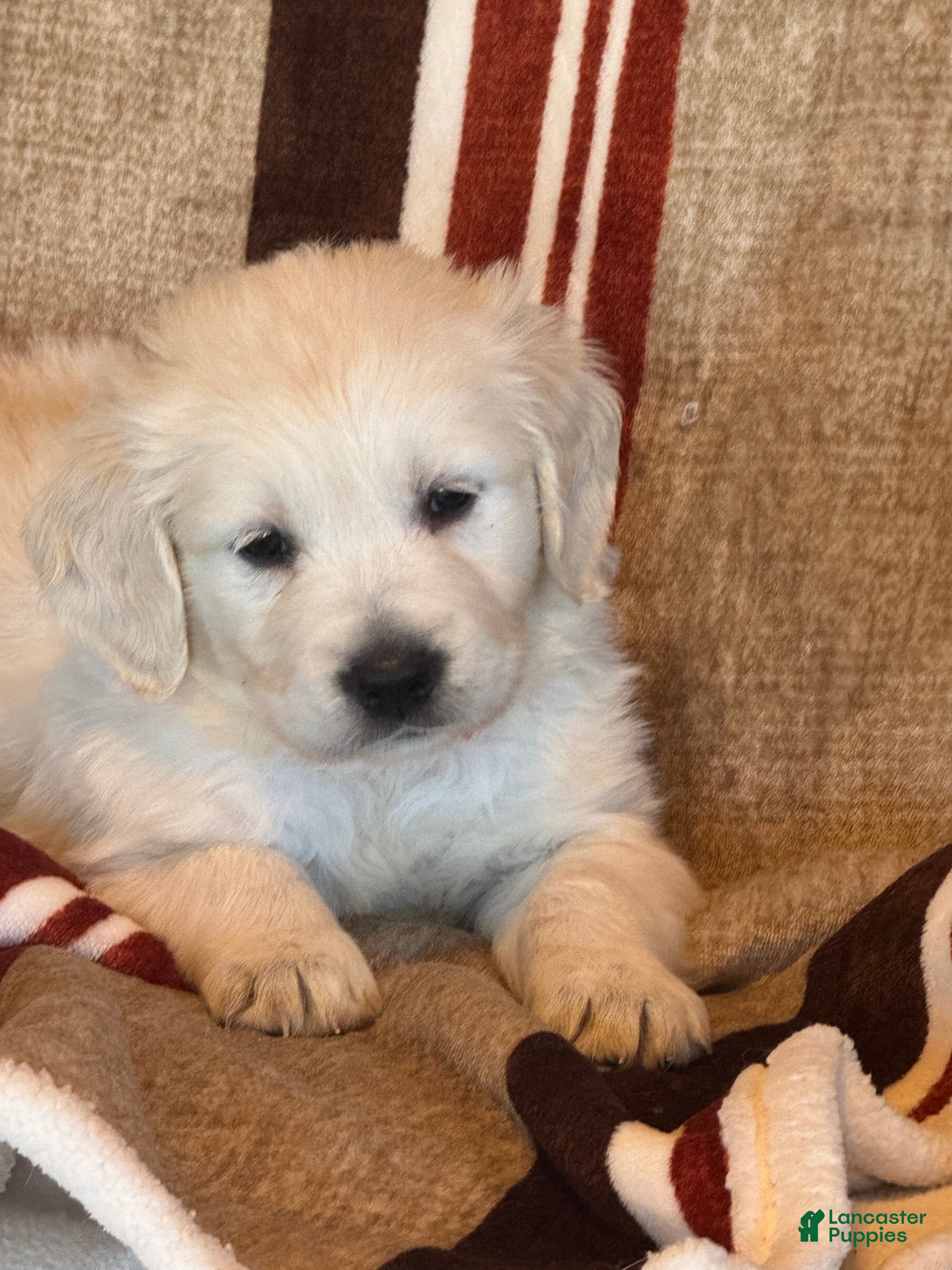 Golden Retriever dogs Blue male - Lindy  - Ad 3