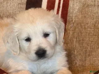 Golden Retriever dogs Blue male - Lindy - Ad 3