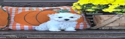 Maltipoo dogs for sale: Pete - Ad 3