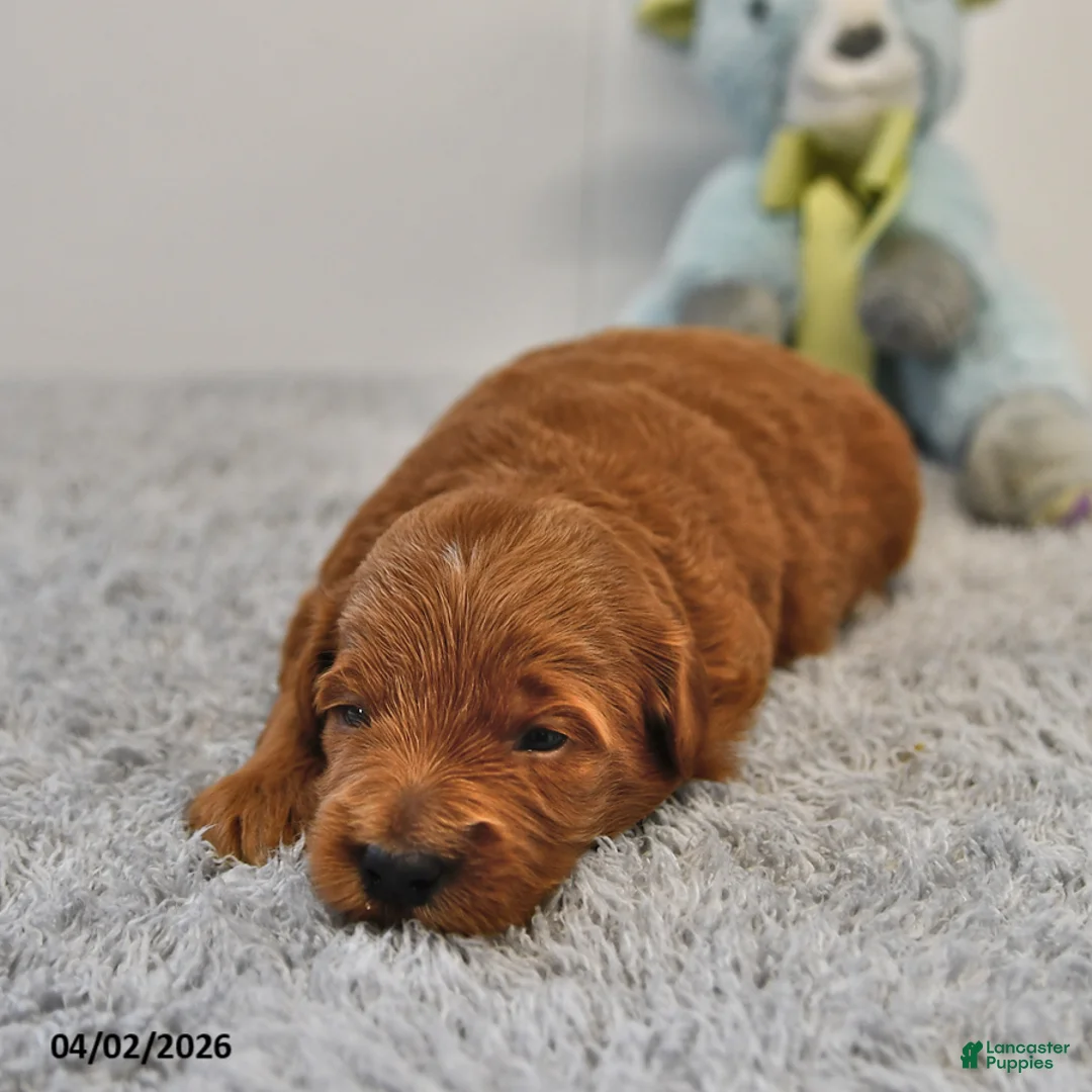 Mini Goldendoodle dogs for sale: Ranger - Ad 1