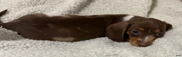 Miniature Dachshund dogs for sale: STRIPES - Ad 6