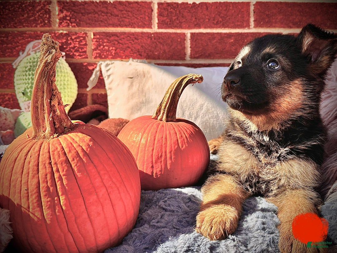 German Shepherd dogs for sale: Shadow (AKA) Snickers - Ad 3