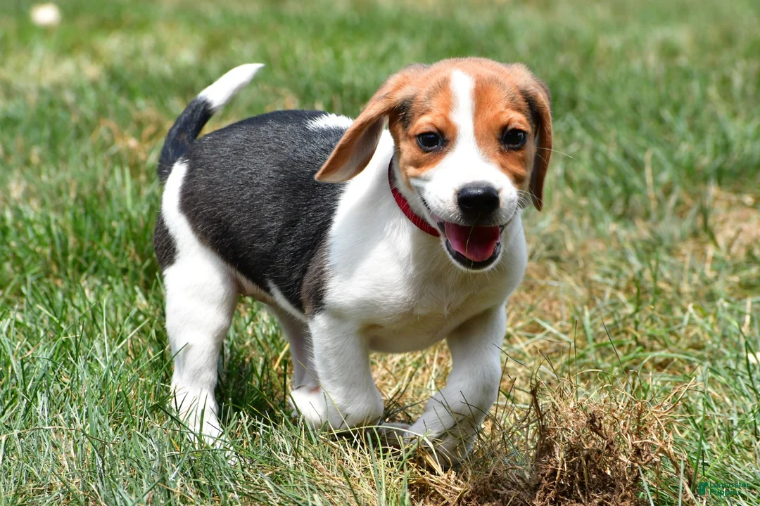 Beagle dogs for sale: Daisy - Ad 2