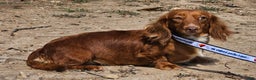 Miniature Dachshund dogs for sale: Sarah Long-haired  - Ad 7