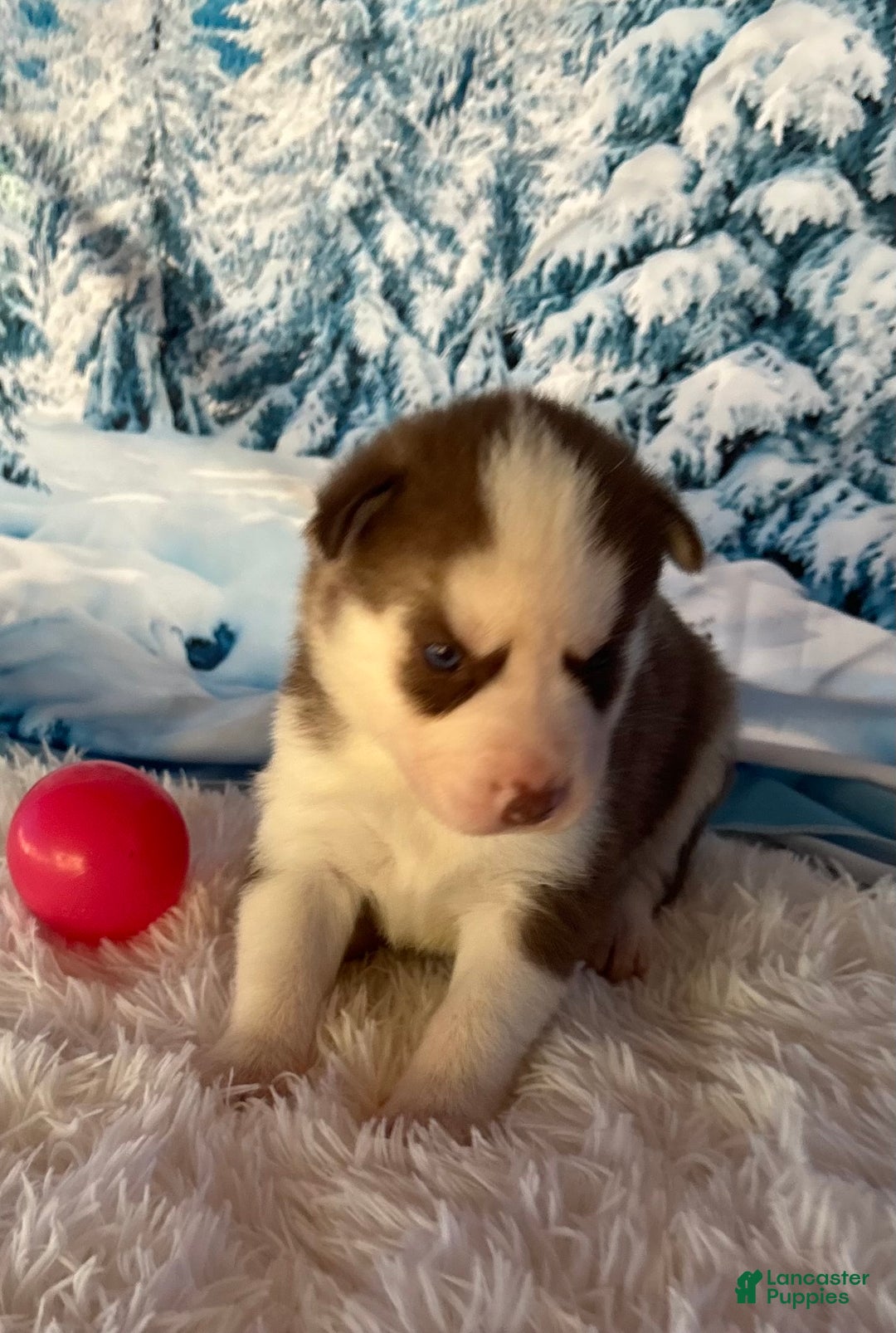 Siberian Husky dogs for sale: Shania - Ad 5